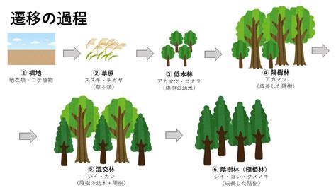 陽樹 種類|生物基礎：遷移の分類、一次遷移(裸地～陰樹林)の過。